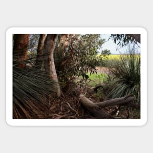 Canola Crop Through the Bush Sticker